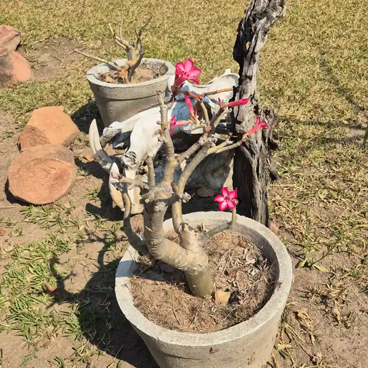 Nsonga Game Management & Lodges