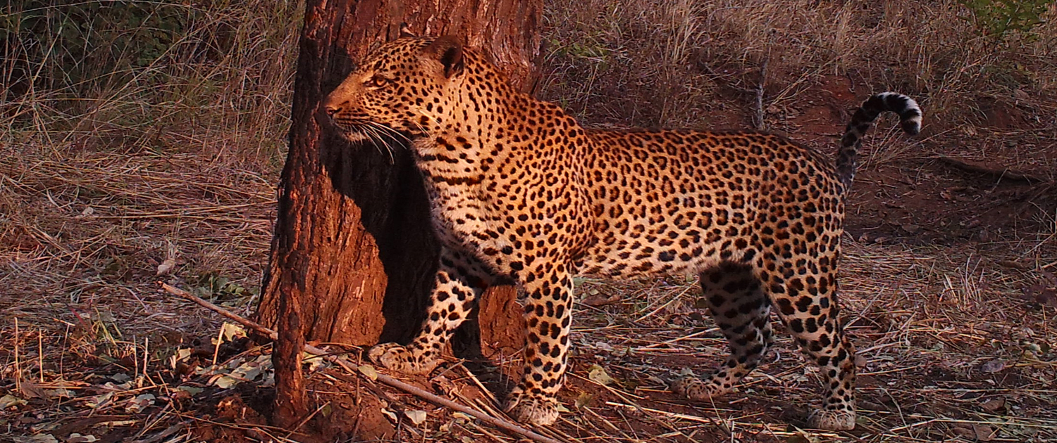 Leopard at Nsonga, luxury hunting lodge in Zambia